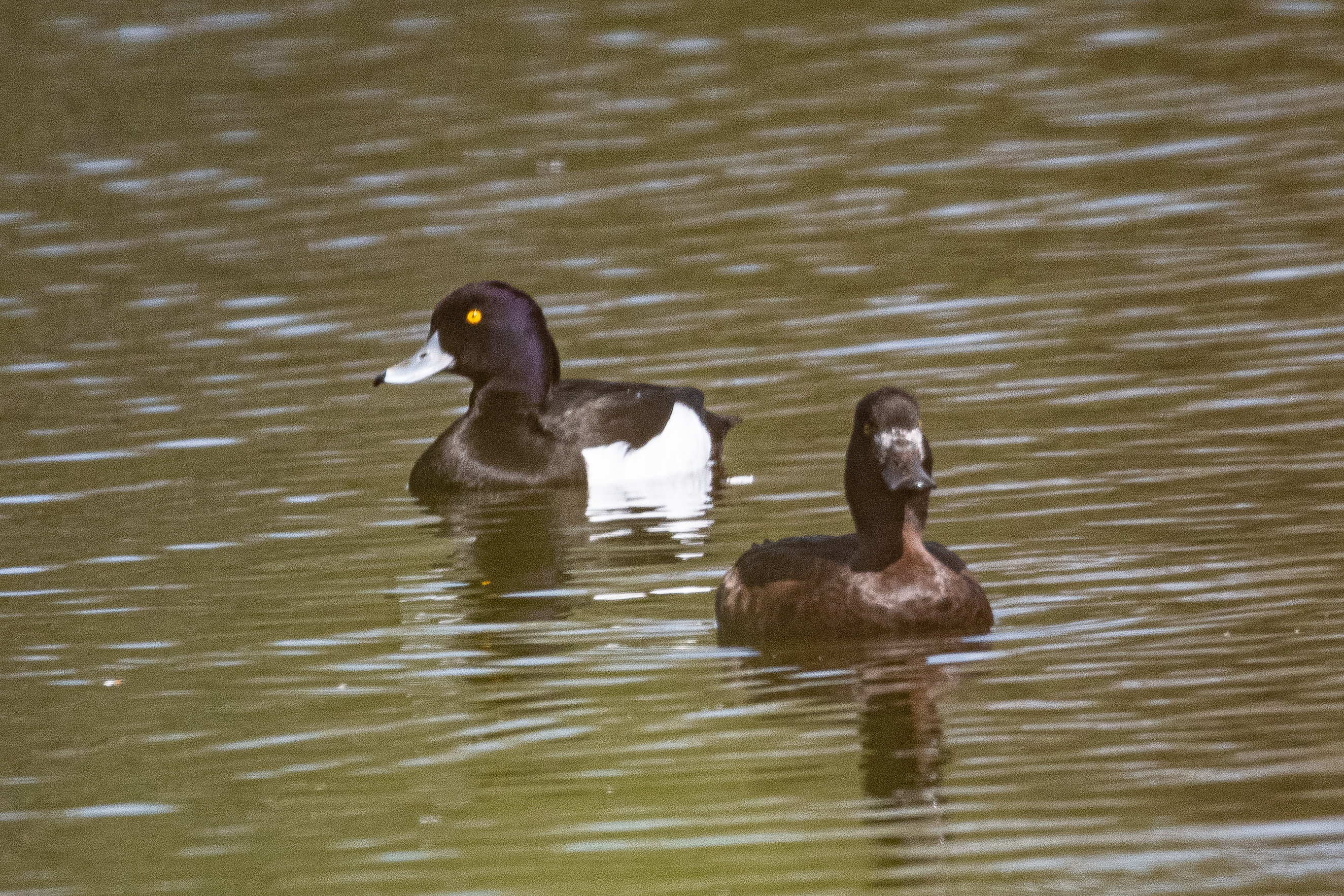 Fuligule morillon, couple nuptial, Dépôt 54 de la Réserve Naturelle de Mont-Bernanchon, Hauts de France.